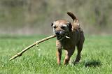 BORDER TERRIER 084